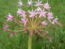 Brunsvigia radulosa camera conscious